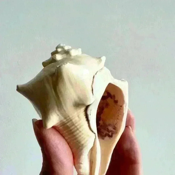 Decorative Sea Shell Home Decor Coastal Design - Picture 6 of 14